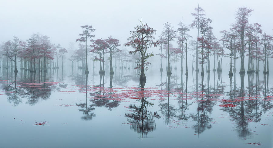 Morning Reflection of Cypress Trees in the Fog Photograph by Alex Mironyuk