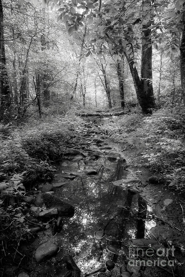 Morning River Black White Photograph by Mike Eingle