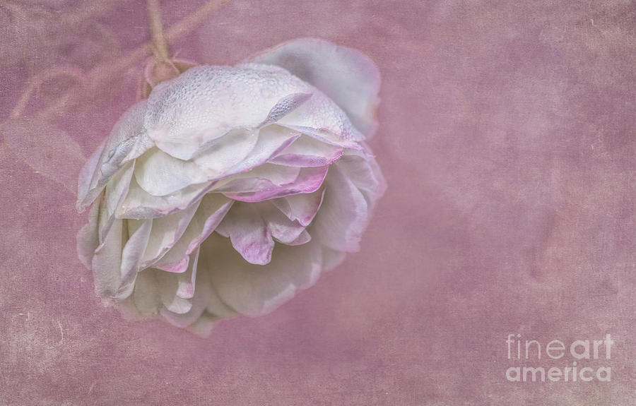 Rose Photograph - Morning Rose by Elisabeth Lucas