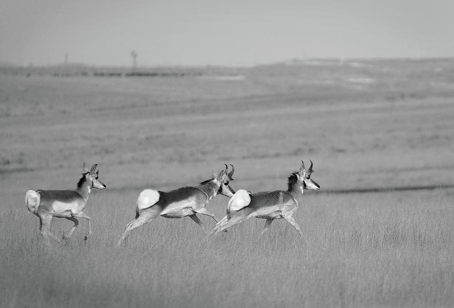 Morning Run - Antelope, Texas Hwy. 207 Photograph by Richard Porter