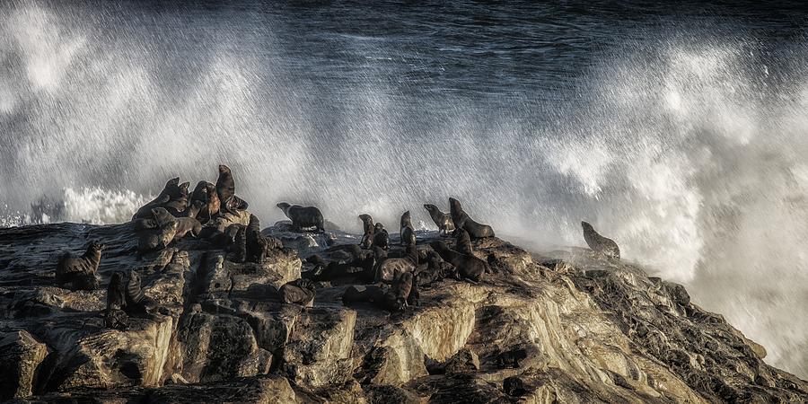 Seals Photograph - Morning Shower On Diaz Point by Pavol Stranak