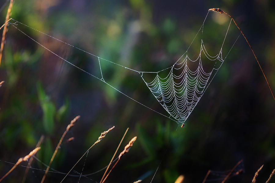 Morning Spider Photograph by Bill Wakeley