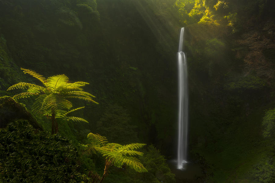 Jungle Photograph - Morning Stream by Jerrywangqian