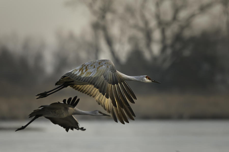 Crane Photograph - Morning Style by Young Feng