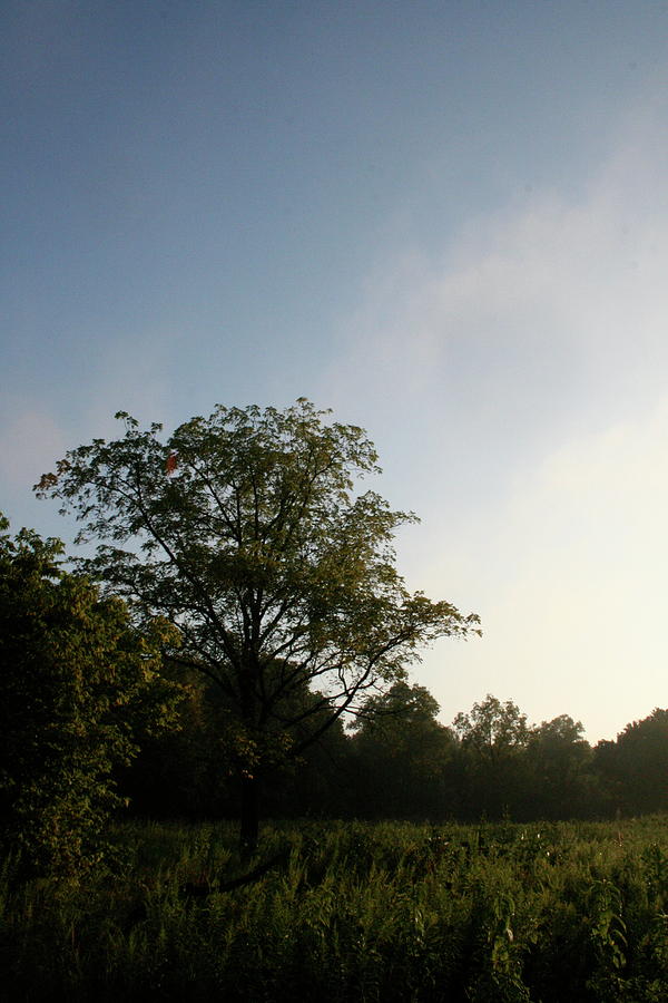 Morning Sugar Grove Break by Dylan Punke Morning Sugar Grove Break by Dylan Punke