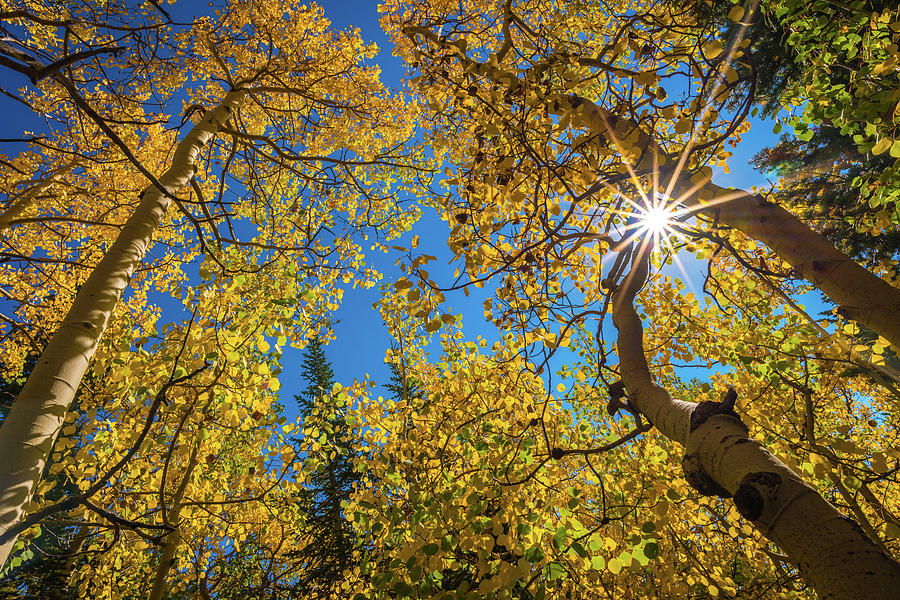 Morning Sun and Autumn Aspens Photograph by Gary Kochel