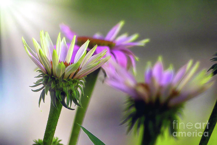 Morning Sun on Pink Coneflowers Photograph by Amy Dundon