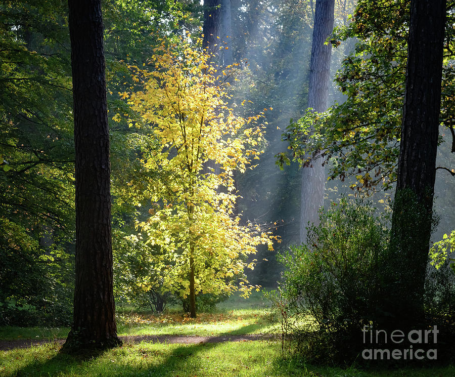 Morning sun through the trees Photograph by Colin Rayner