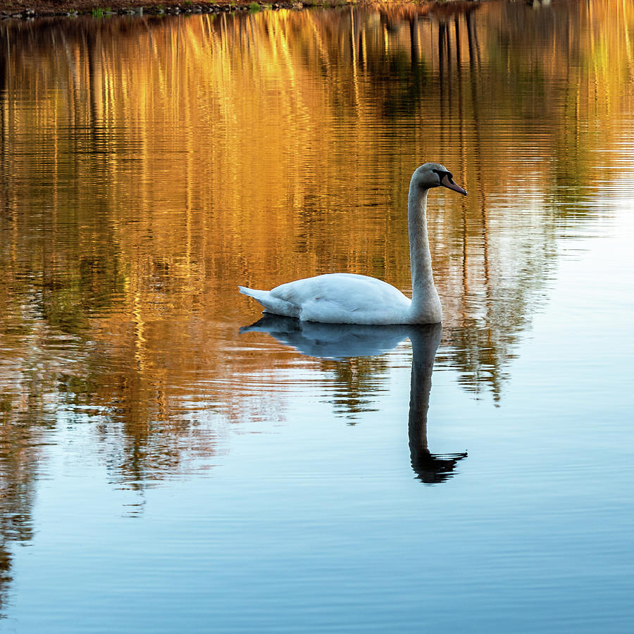Morning Swan Photograph by William Bretton