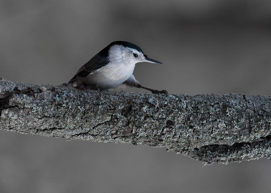 Bird Photograph - Morning Tai-chi by Patrick Dessureault