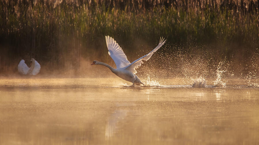 Morning Taking Off Photograph by Wei Liu
