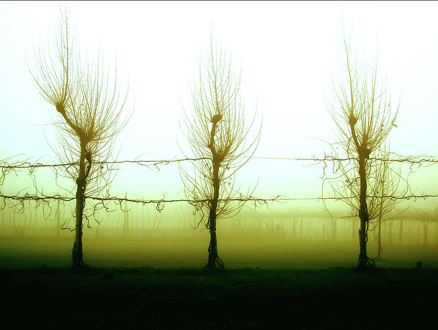 Morning Tree Fog Photograph by Francislm Photography