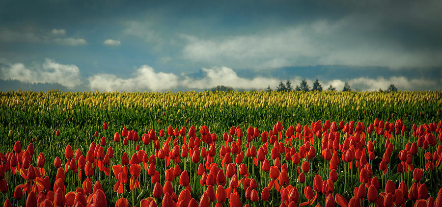 Morning Tulips Photograph by Don Schwartz