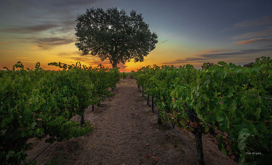 Landscape Photograph - Morning Twilight in the Wine County by Tim Bryan