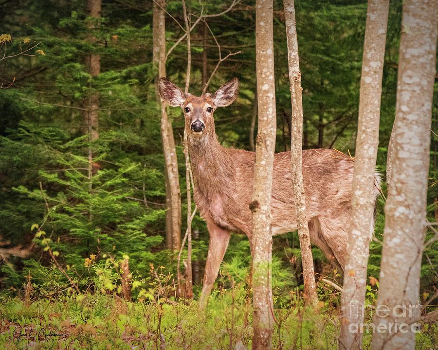 Morning Walk Deer Photograph by Jan Mulherin Fine Art America
