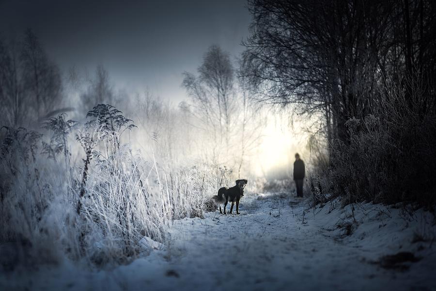 Winter Photograph - Morning Walk by Iwona Podlasinska