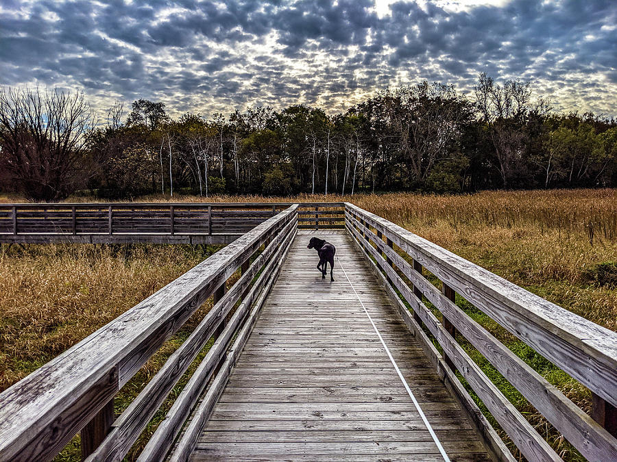 Morning Walk by Randy Scherkenbach Morning Walk by Randy Scherkenbach