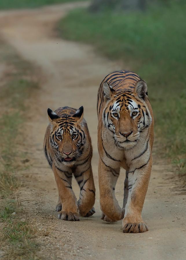 Morning Walk With Mom Photograph by Sunil Manikkath