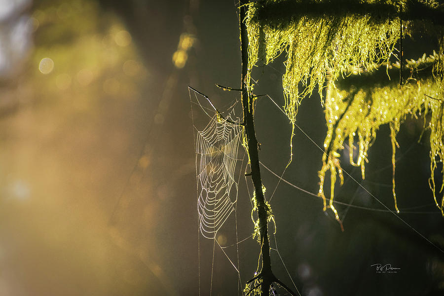 Morning Web Photograph by Bill Posner