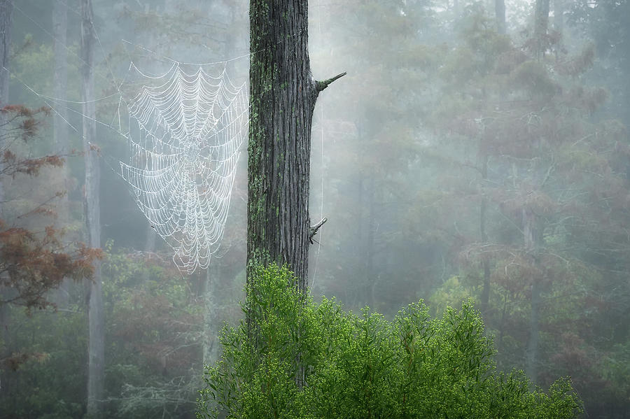 Morning Web Photograph by James Barber