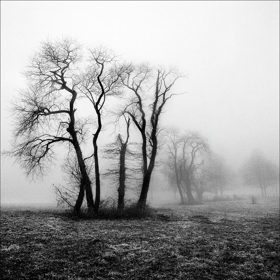 Morning Winter Fog Photograph by Harold Silverman - Trees & Old Fences