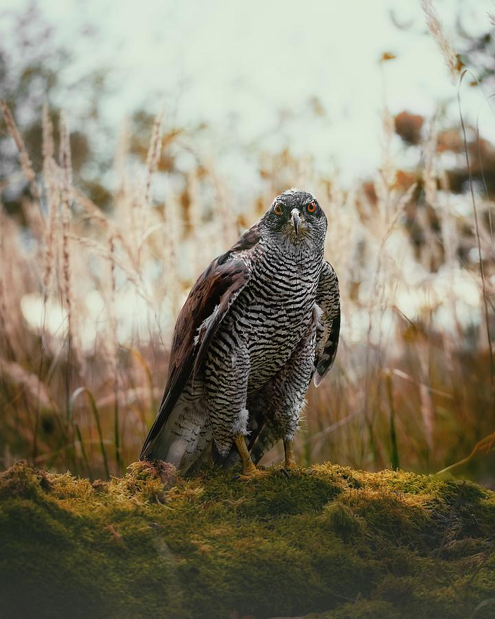 Animal Photograph - Morning With Hawk by Michaela Fireov
