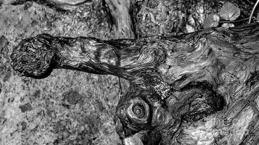 Morning Wood in Joyce Kilmer Memorial Forest Phallic Knot Photograph by David Oppenheimer