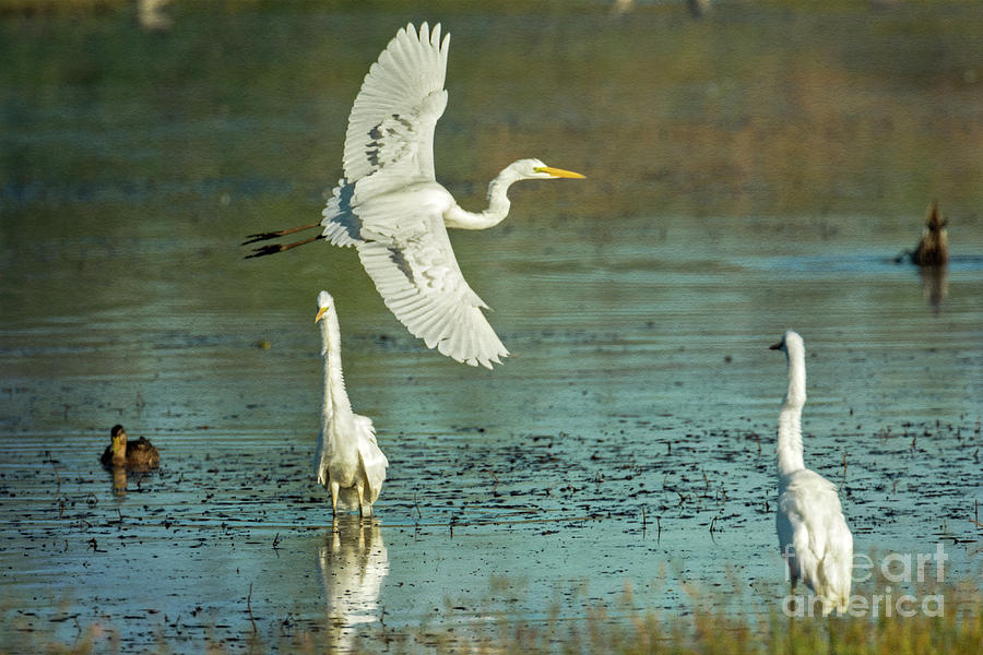 Egret Photograph - Morning Gold by Craig Leaper