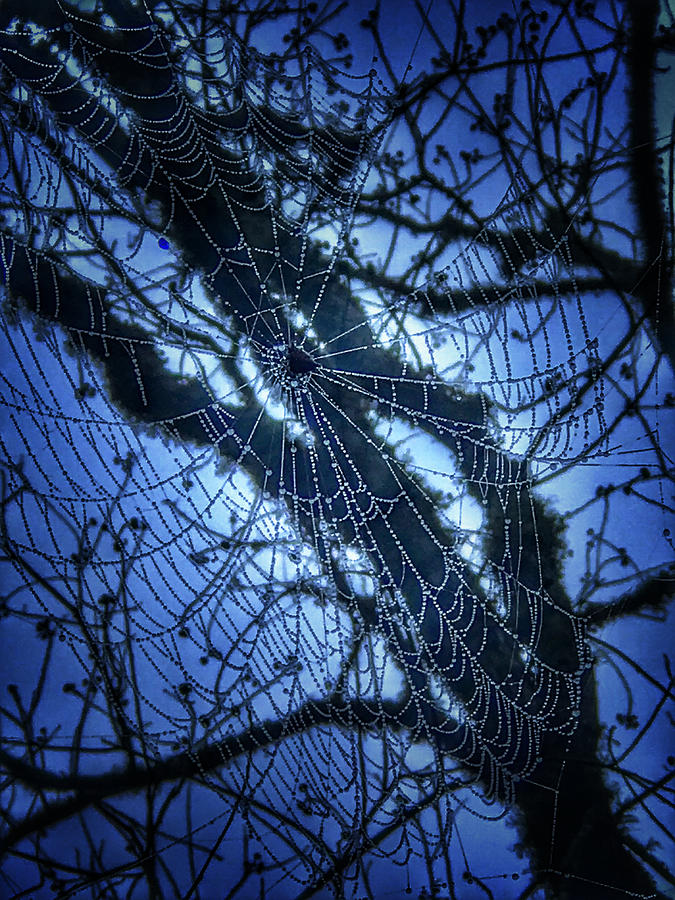 Mornings Web Photograph by Al Swasey