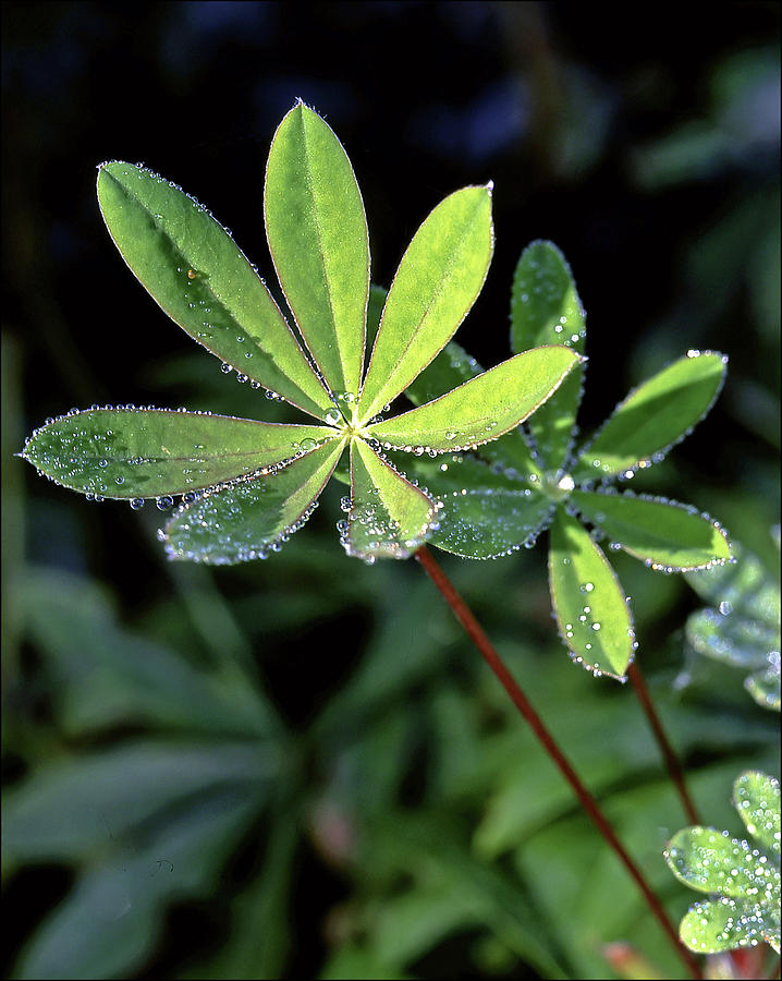 Mornnig Dew On Leaves Of Garden Lupin Photograph by Jarmo Honkanen