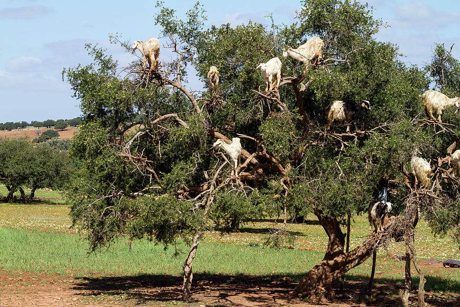 Moroccan Goats in a Tree Photograph by Lindley Johnson