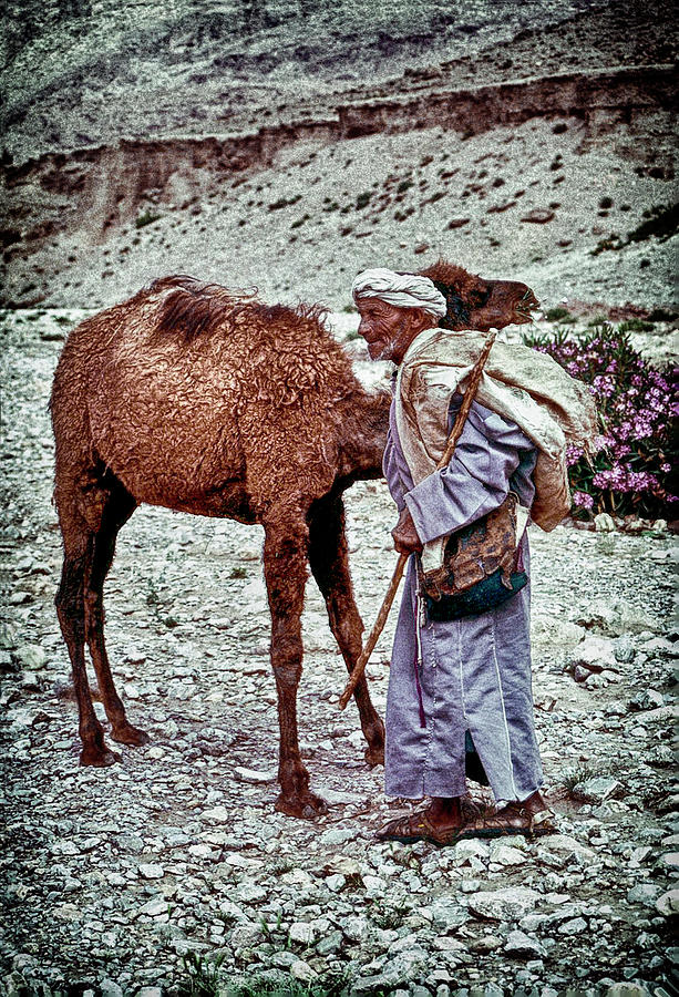 Moroccan Man with Camel Photograph by Robert Woodward