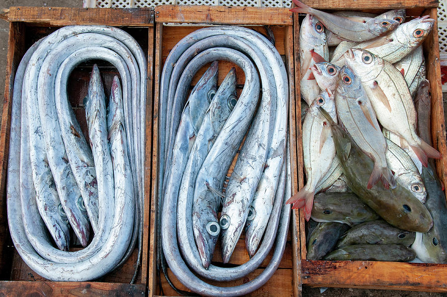 Fish Digital Art - Morocco, Essaouira, Fresh Fish On Sale At The Fishing Harbor by Nicholas Pitt