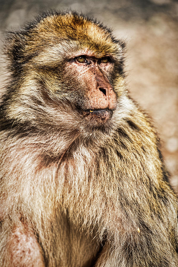 Morocco Macaque Photograph by Stuart Litoff