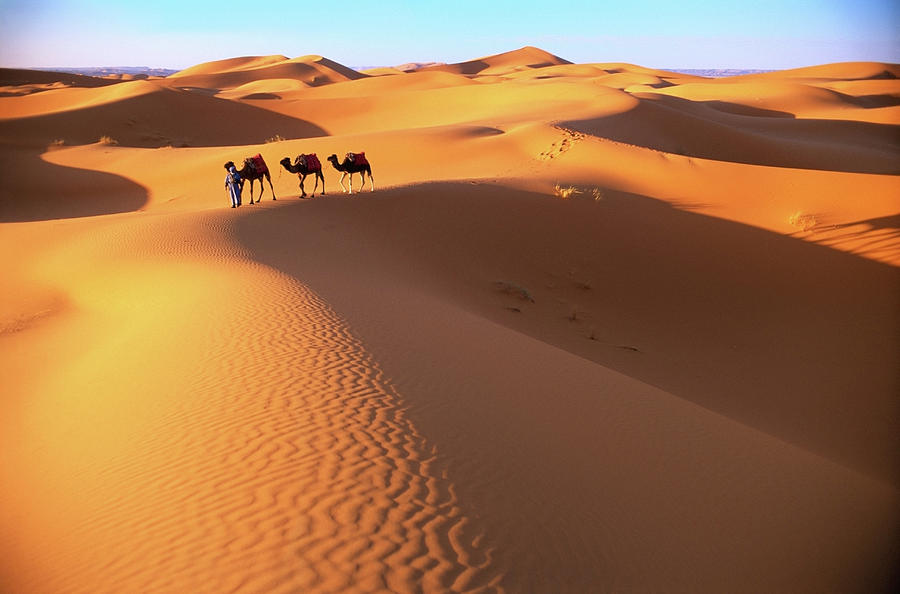 Morocco, Sahara Desert, Camel Driver Photograph by Peter Adams