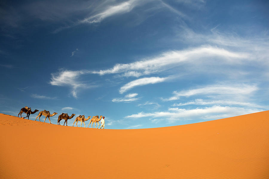 Morocco, South Morocco, Erfoud, Sahara Desert, A Camel Herder Leads His Camels Along A Dune In Erg Chebbi Near Erfoud Digital Art by Tim Mannakee
