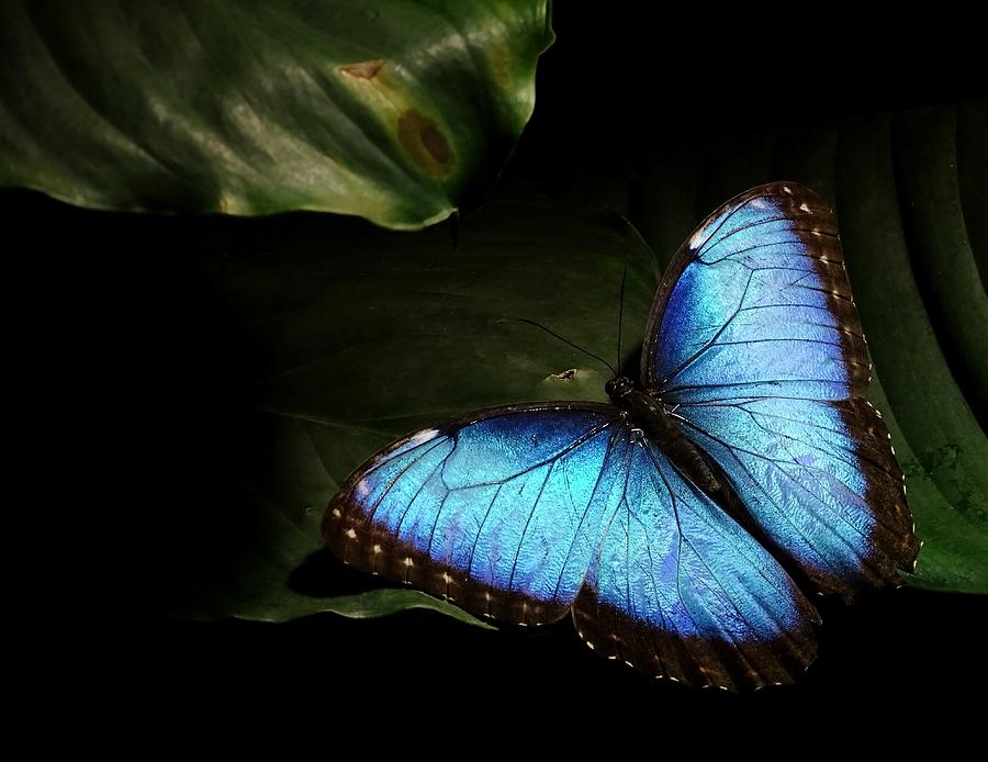 Morpho Butterfly Photograph By Ivan Lesica - Fine Art America