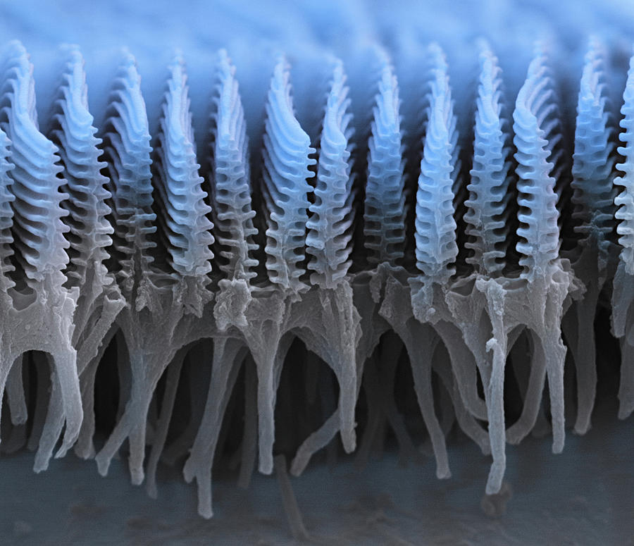 Morpho Butterfly Scales, Sem Photograph by Oliver Meckes EYE OF SCIENCE