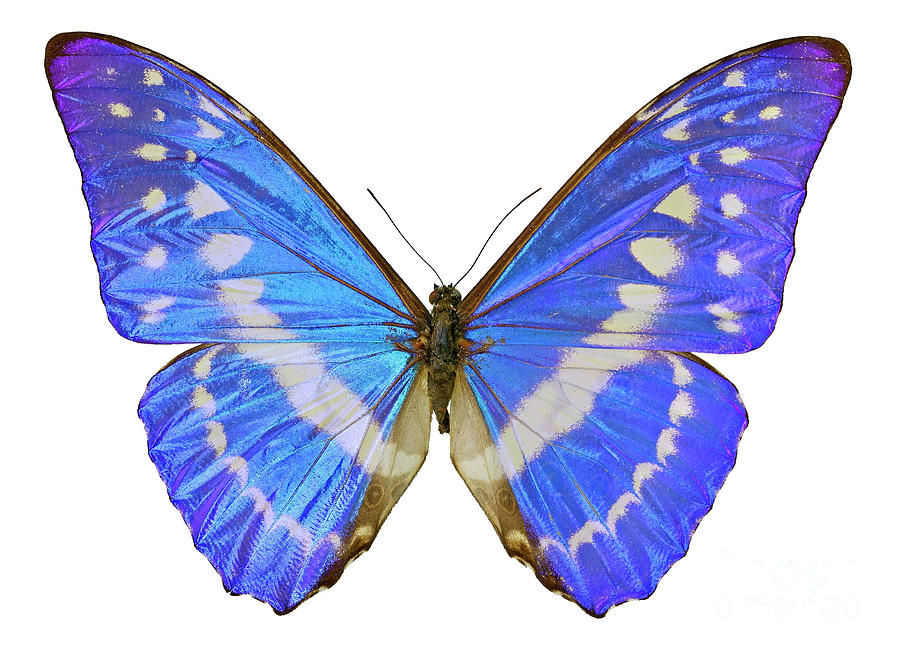 Morpho Cypris, Blue Morpho Butterfly Photograph by Unknown