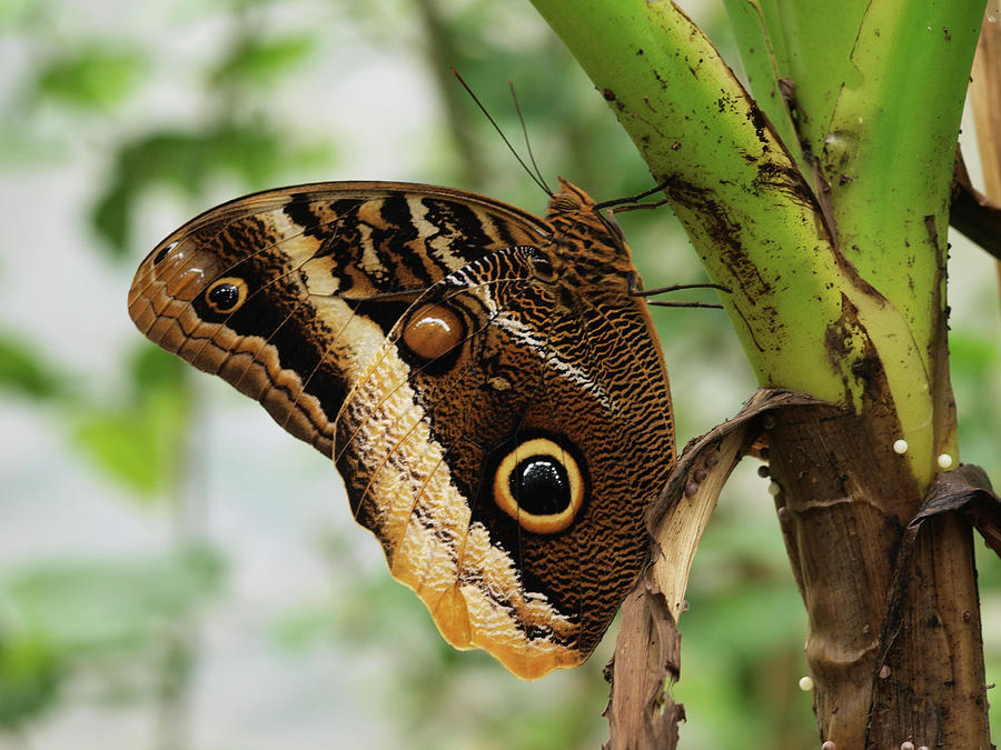 Morpho Peleides Butterfly Photograph by David Giraldo