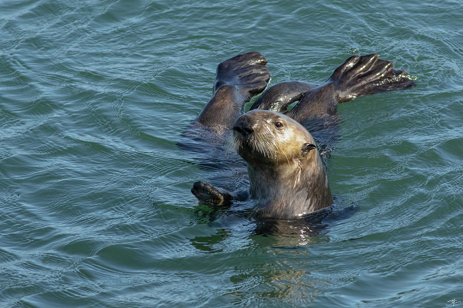 Morro Bay Sea Otter 8972 Photograph by Sean's Coastal Visions