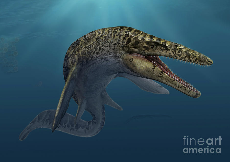 Mosasaurus Hoffmanni Swimming Digital Art by Sergey Krasovskiy/stocktrek Images