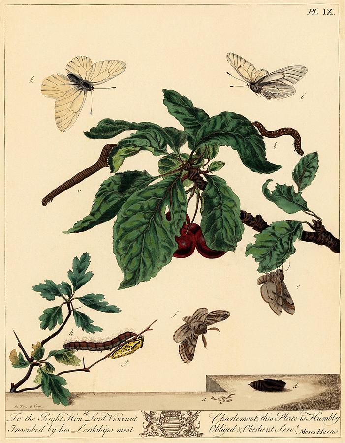 Moses Harris from The Aurelian, a Natural History of English Moths and Butterflies, 1840. Drawing by Album