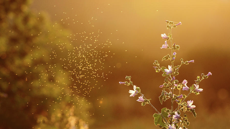 Mosquito Around Flowers Photograph by Paulo Dias Photography