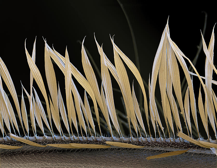 Mosquito Wing Scales, Sem Photograph by Oliver Meckes EYE OF SCIENCE