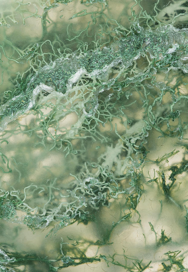 Moss Agate Moss Photograph by Mark Windom
