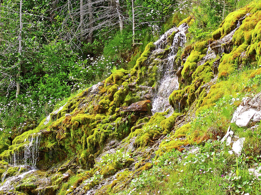 Moss and Flowers on Cliffs near Cap-Bon-Ami in Forillon National Park, Quebec, Canada   Photograph by Ruth Hager
