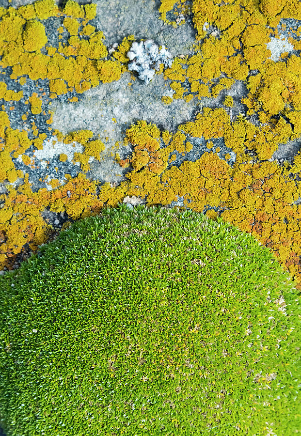 Falkland Island Photograph - Moss And Lichen, Saunders Island by Keren Su