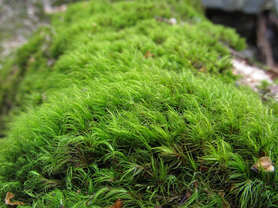 Moss Close Up - #2669 Photograph by StormBringer Photography