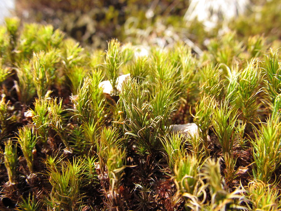 Moss Close Up - #4644 Photograph by StormBringer Photography